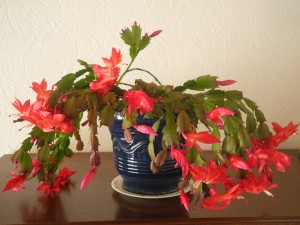 Cactus de Noël - Jardiner avec Jean-Paul