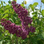 Lilas