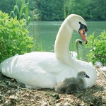 cygne_poussin